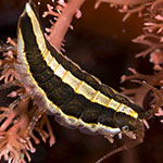 Idotea balthica